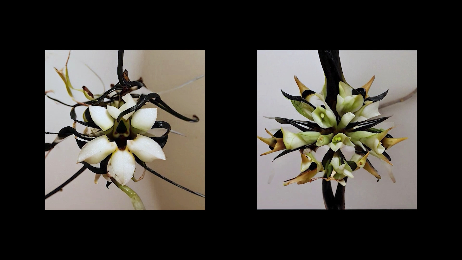 Growth Image 3
